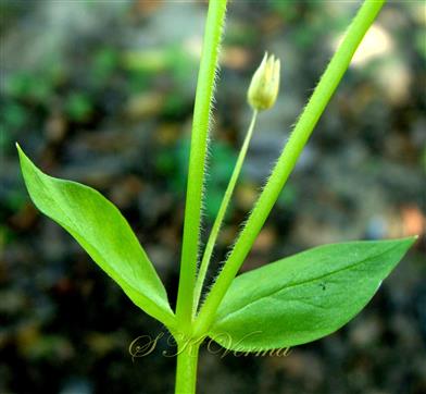  Twig with leaves and floral bud